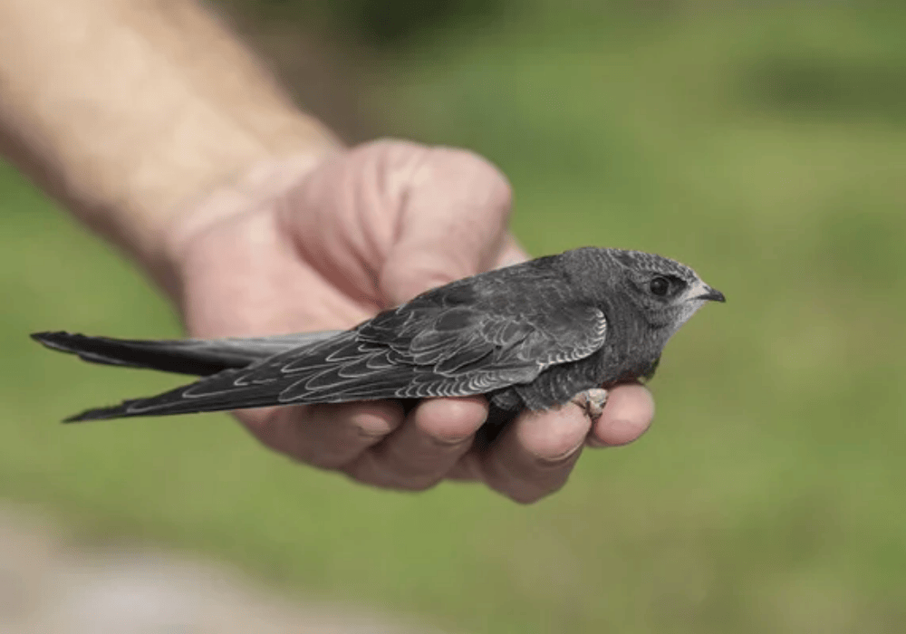 Что делать если подобрали стрижа?